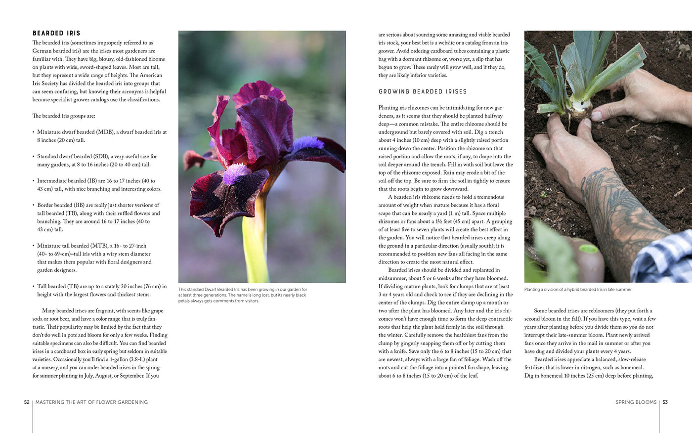 Puriri Lane | Mastering The Art Of Flower Gardening | Matt Matus