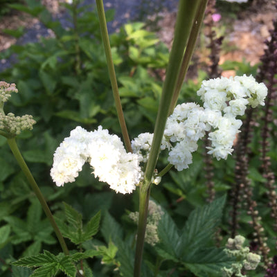 Puriri Lane | Filipendula ulmaria | Flore Pleno
