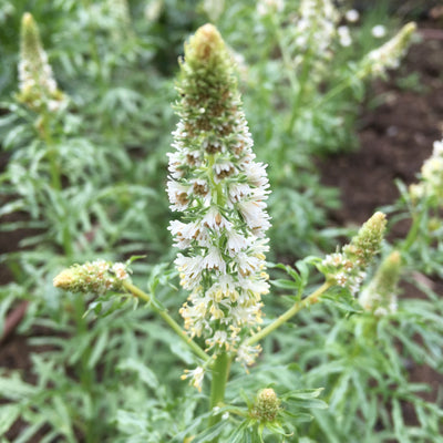 Reseda odorata | Mignonette