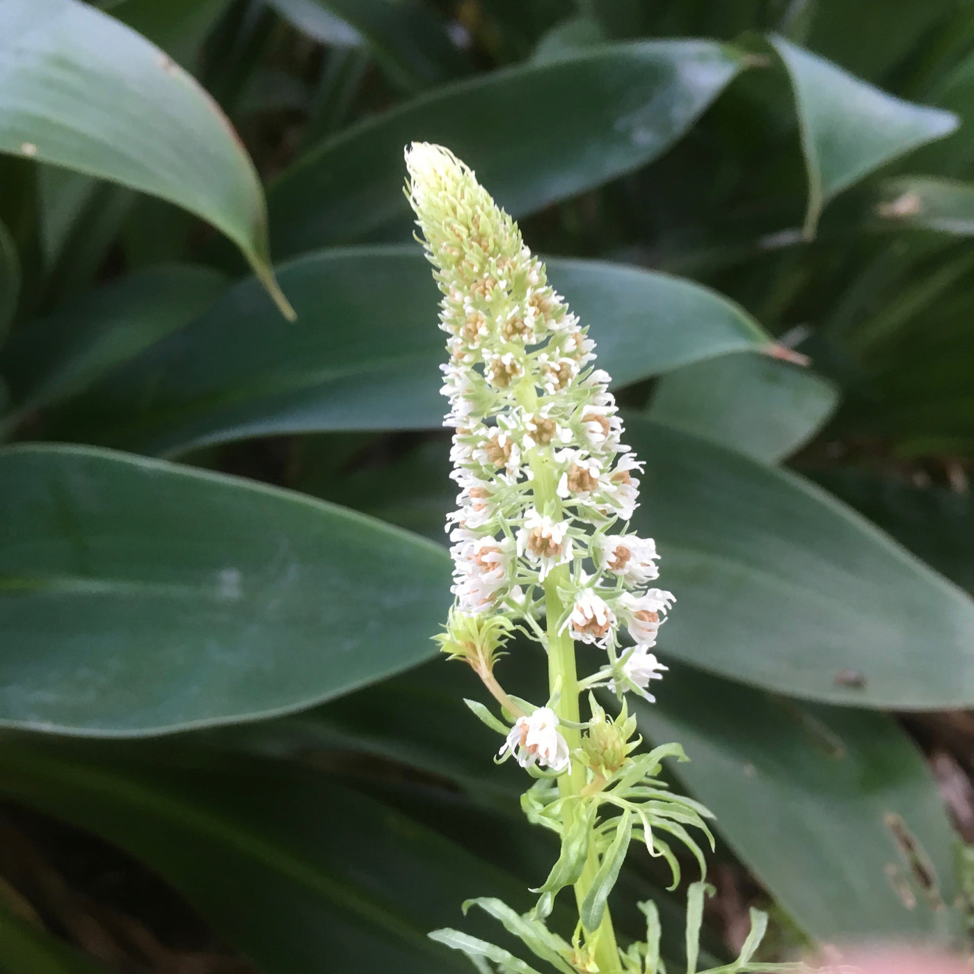 Reseda odorata | Mignonette