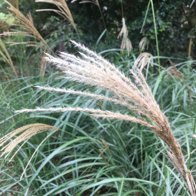 Puriri Lane | Miscanthus sinensis | Japanese Silver Grass