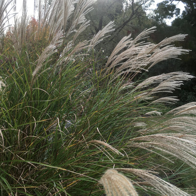 Puriri Lane | Miscanthus sinensis | Japanese Silver Grass