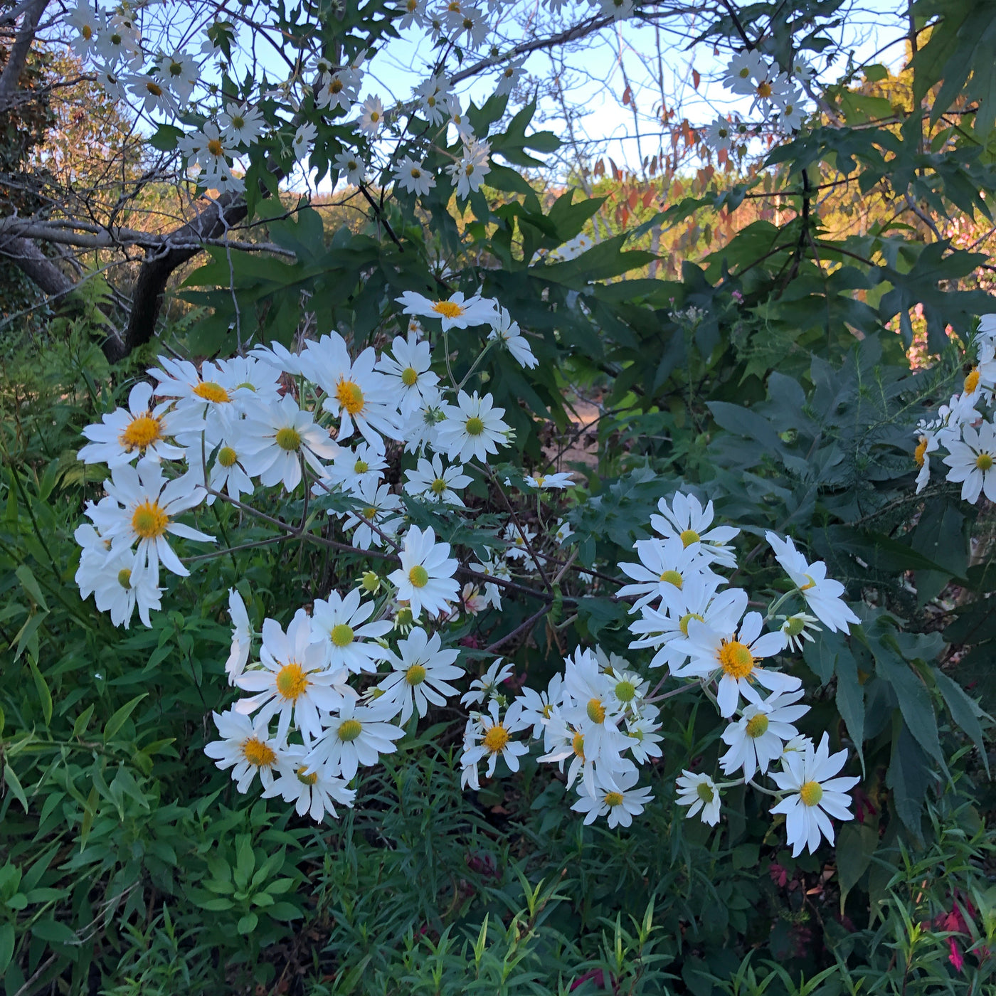 Puriri Lane | Montanoa grandiflora | Tree Daisy