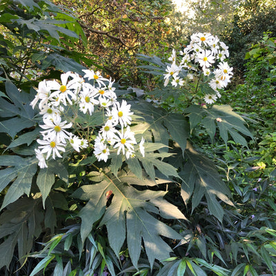 Puriri Lane | Montanoa grandiflora | Tree Daisy