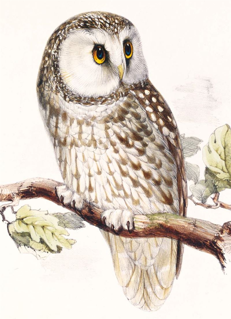 Owl | Card