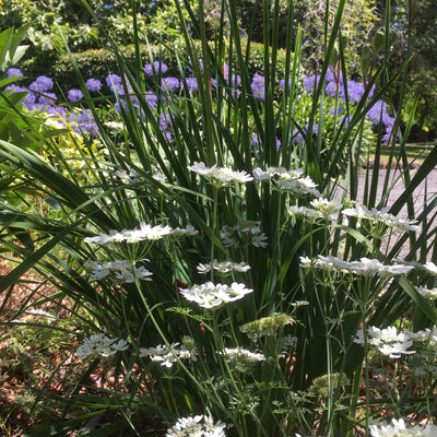 Puriri Lane | Orlaya grandiflora