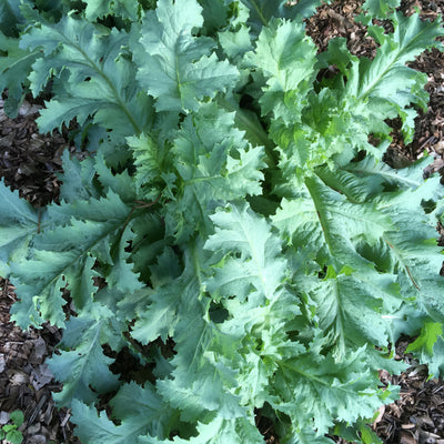 Puriri Lane | Papaver laciniatum | Lilac Pompom