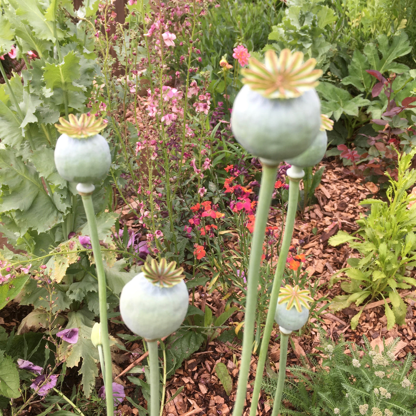 Puriri Lane | Papaver paeoniflorum | White Cloud