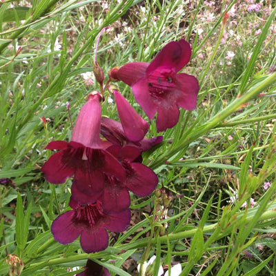 Puriri Lane | Penstemon | Raven