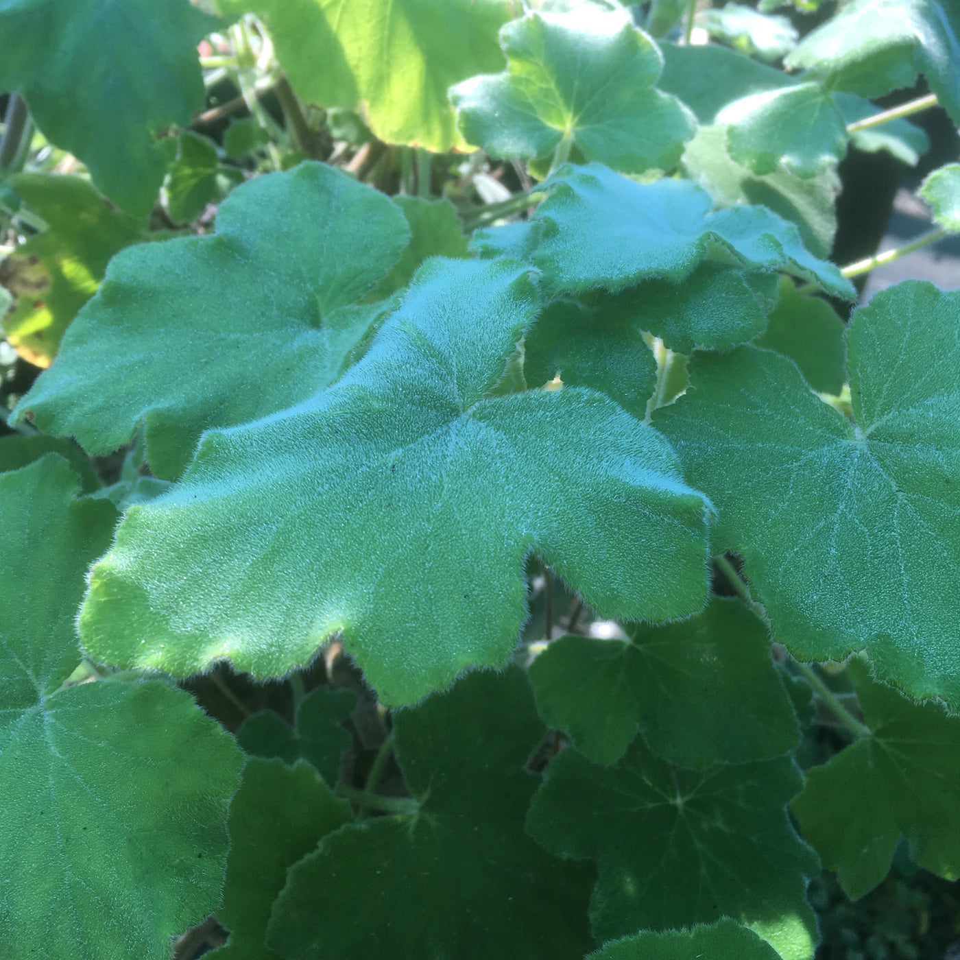 Puriri Lane | Pelargonium tomentosum | Peppermint Geranium