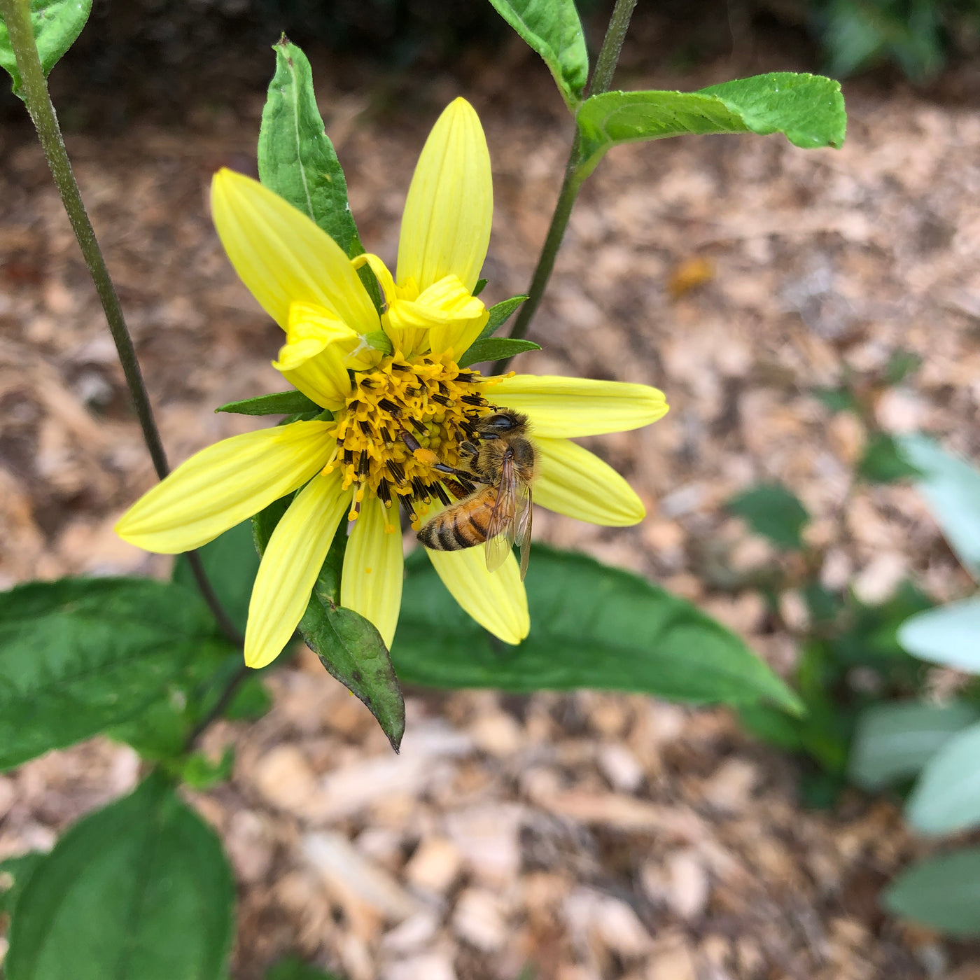 Puriri  Lane | Helianthus | Lemon Queen