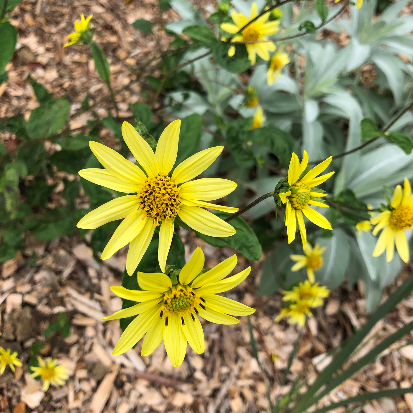 Puriri  Lane | Helianthus | Lemon Queen