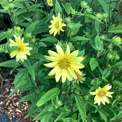 Puriri  Lane | Helianthus | Lemon Queen