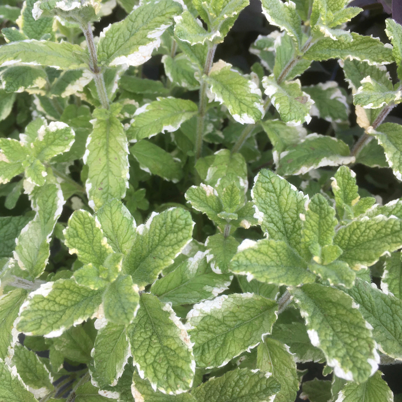 Puriri Lane | Mentha suaveolens Variegata | Pineapple Mint