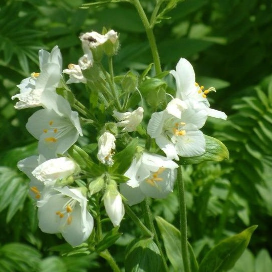 Puriri Lane | Polemonium caeruleum | AlbaPuriri Lane | Polemonium caeruleum | Alba