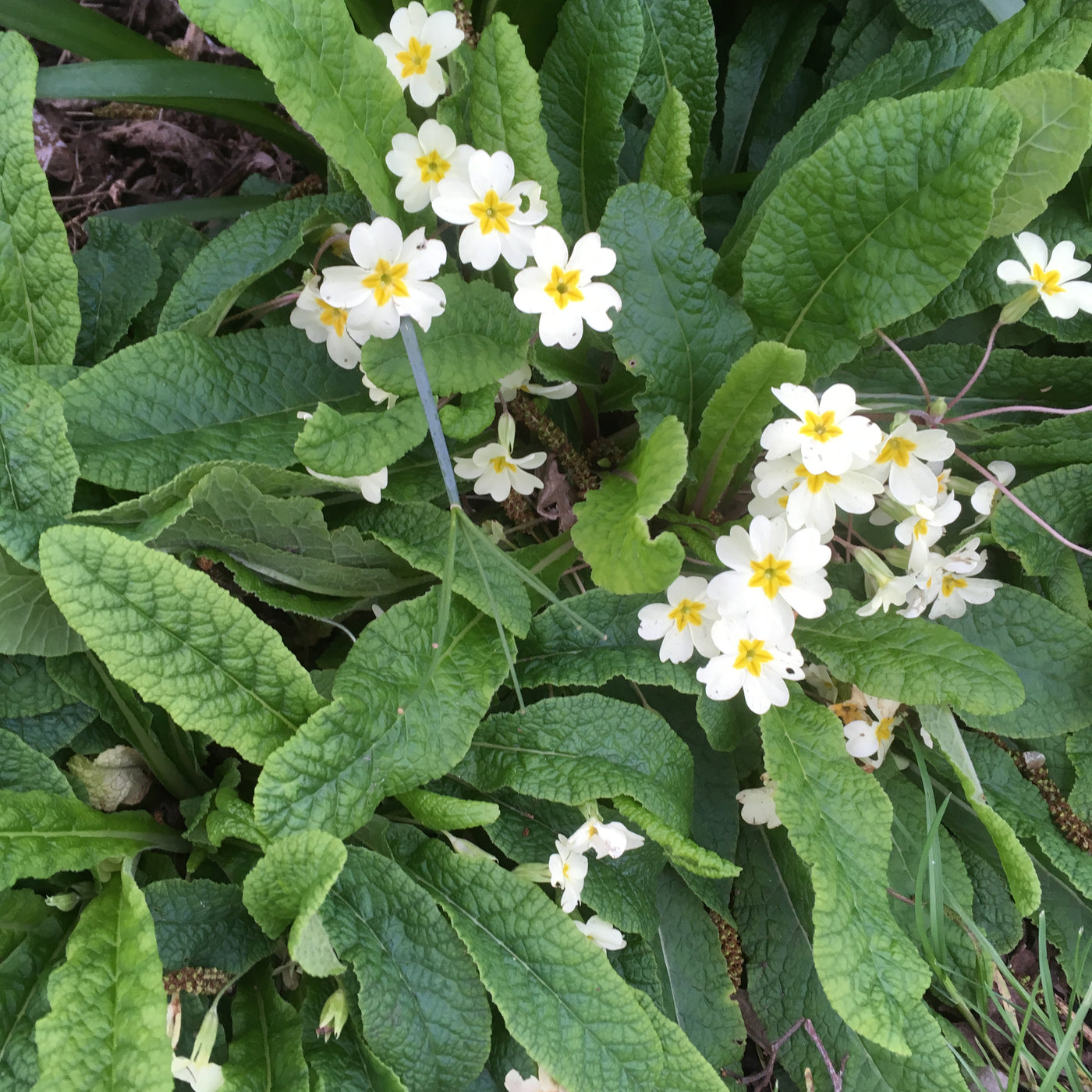 Puriri Lane | Primula vulgaris