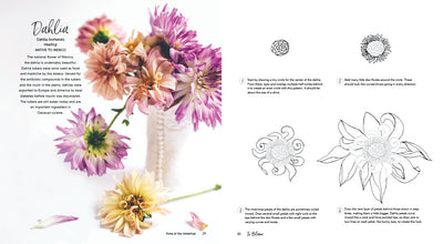 Puriri Lane | In Bloom | A Step By Step Guide To Drawing Lush Florals | Rachel Reinert