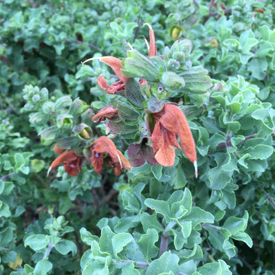 Puriri Lane | Salvia aurea | Kirstenbosch