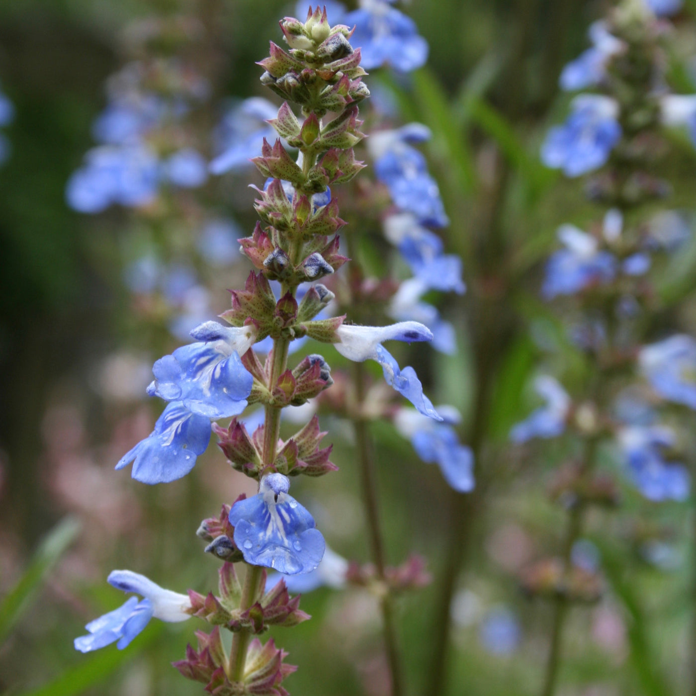 Puriri Lane | Salvia |  ulignosa