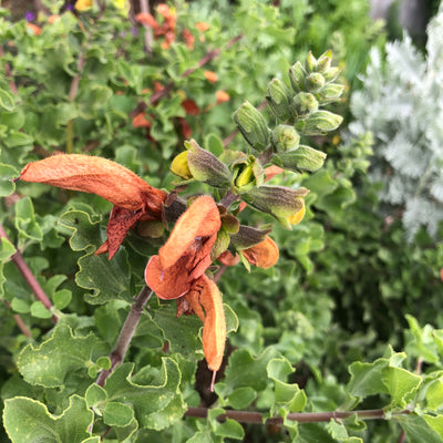 Puriri Lane | Salvia aurea  |Kirstenbosch