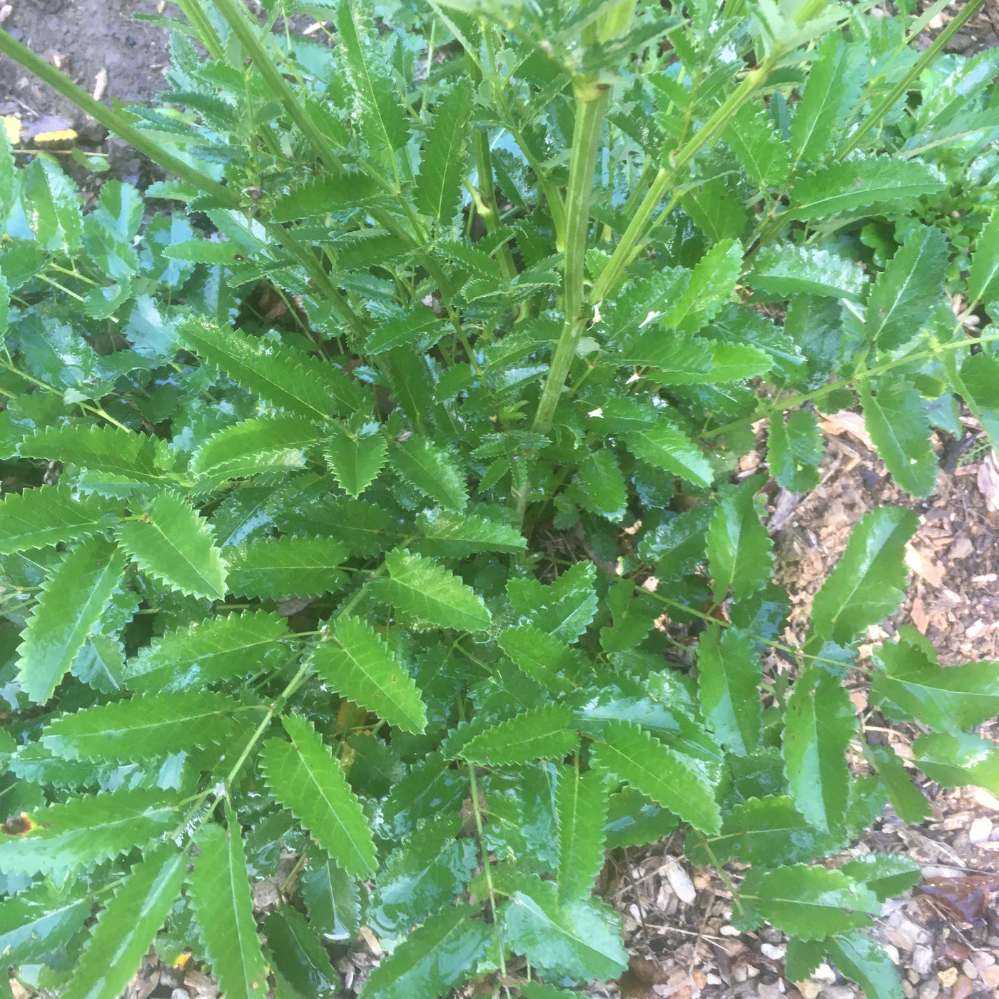 Puriri Lane | Sanguisorba tenufolia rubra