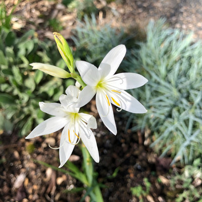 Puriri Lane | Hesperantha coccinea | Alba