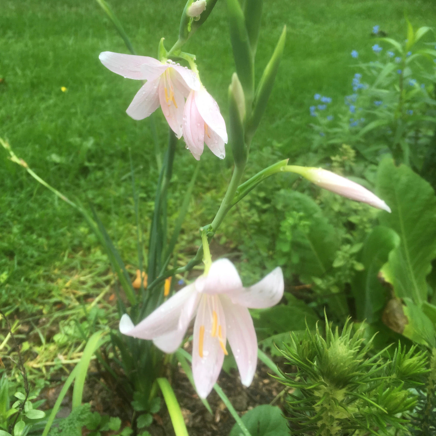 Puriri Lane | Hesperantha coccinea | Maidens Blush