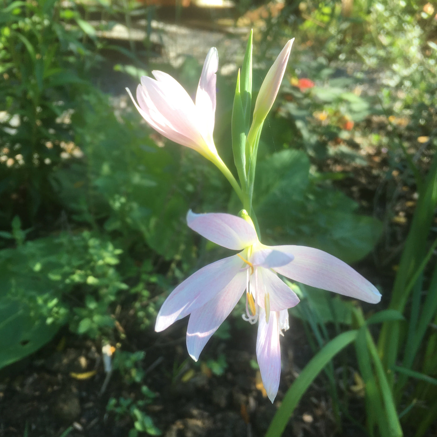 Puriri Lane | Hesperantha coccinea | Maidens Blush