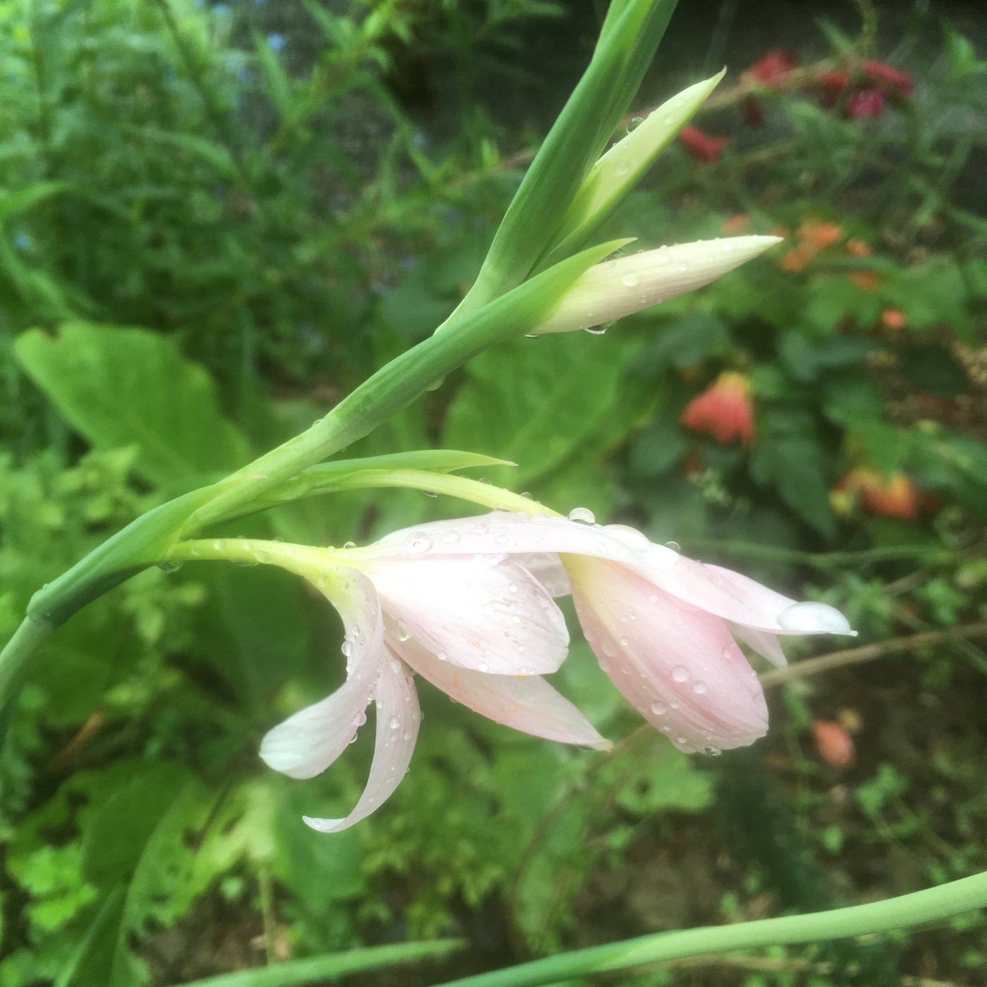 Puriri Lane | Hesperantha coccinea | Maidens Blush