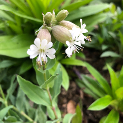 Puriri Lane | Silene vulgaris | Blushing Lanterns