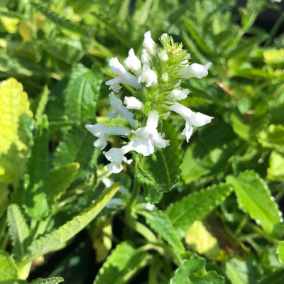 Puriri Lane | Stachys officinalis Alba