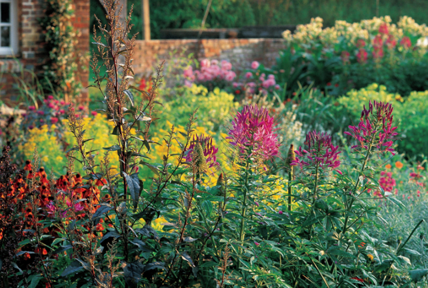 Puriri Lane | The Bold & Brilliant Garden | Sarah Raven