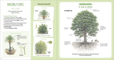 Puriri Lane | The Book Of Amazing Trees | Nathalie Tordjman