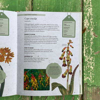 Puriri Lane | The Kew Gardeners Guide to Growing Bulbs