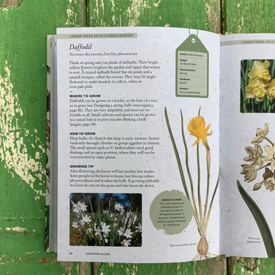 Puriri Lane | The Kew Gardeners Guide to Growing Bulbs