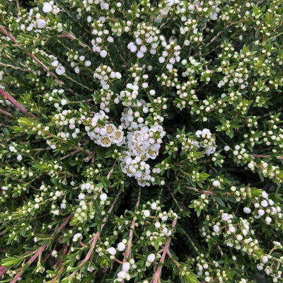 Puriri Lane | Thyrptomene saxicola | Super-Nova