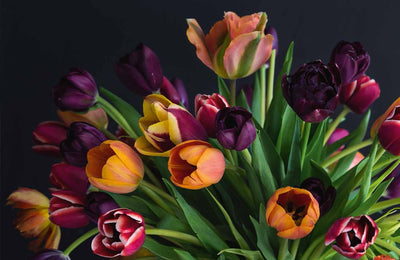 Puriri Lane | Tulips | Beautiful Varieties For Home & Garden | Jane E