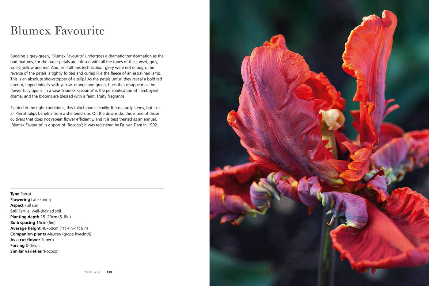 Puriri Lane | Tulips | Beautiful Varieties For Home & Garden | Jane E