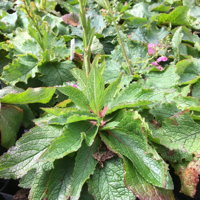 Puriri Lane | Verbascum phoeniceum | Rosetta