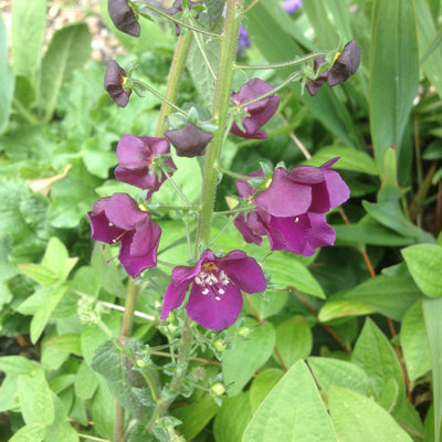 Puriri Lane | Verbascum  phoeniceum | Violetta