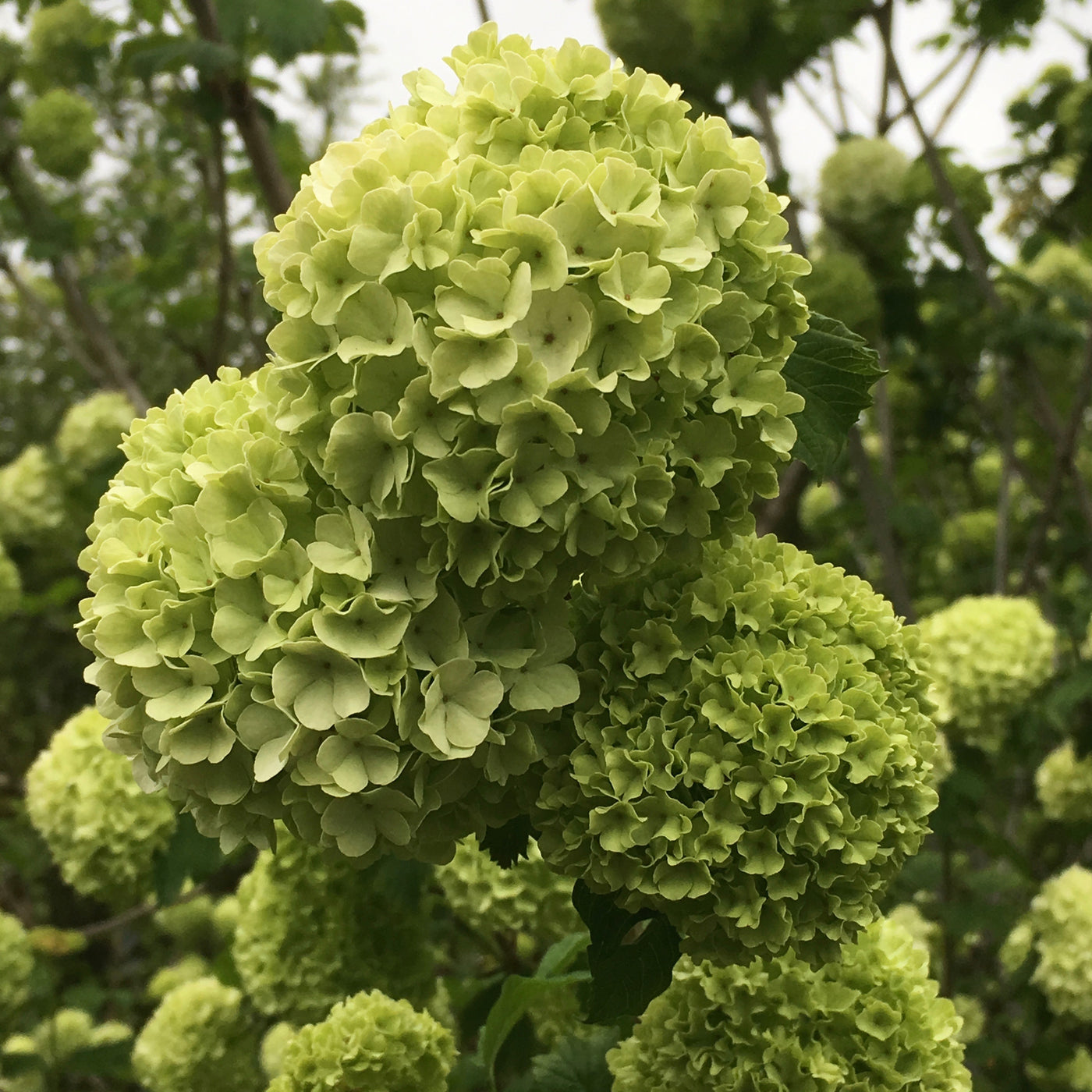 Puriri Lane | Viburnum opulus