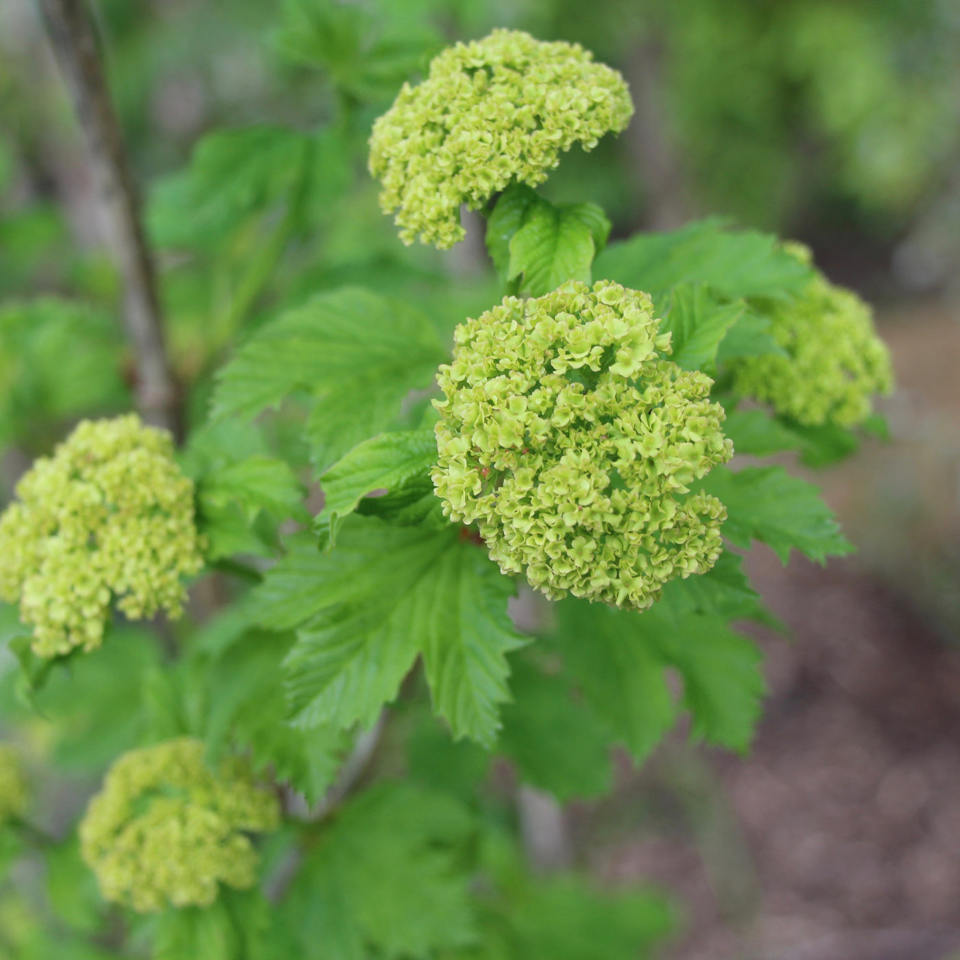 Puriri Lane | Viburnum opulus