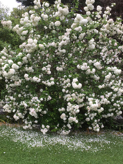 Viburnum opulus | Snowball Tree