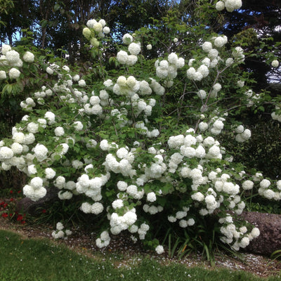 Puriri Lane | Viburnum opulus