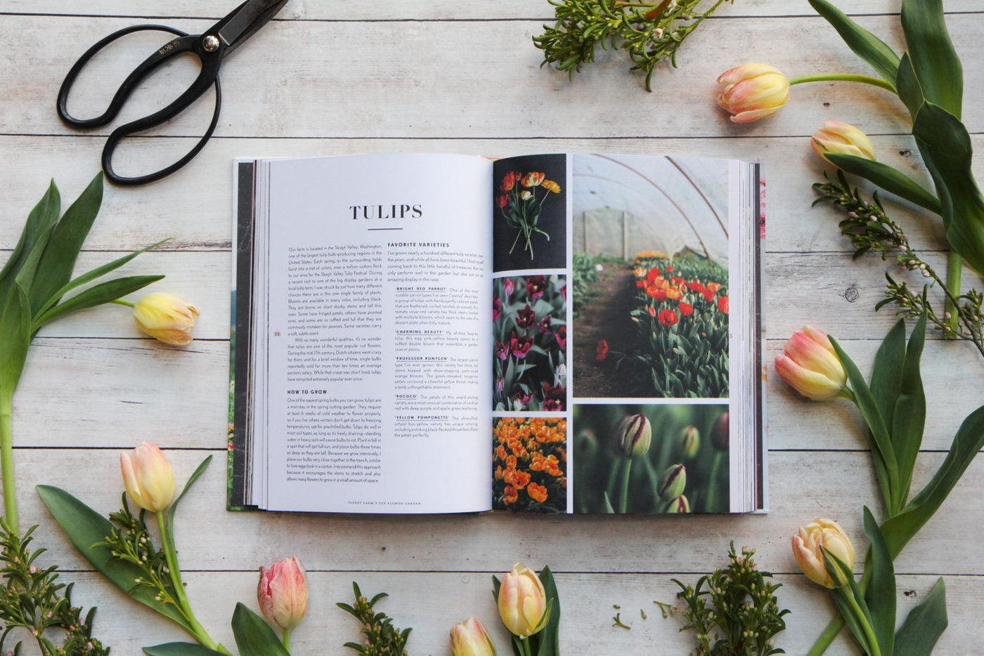 Puriri Lane | Floret Farm's | Cut Flower Garden | Erin Benzakein