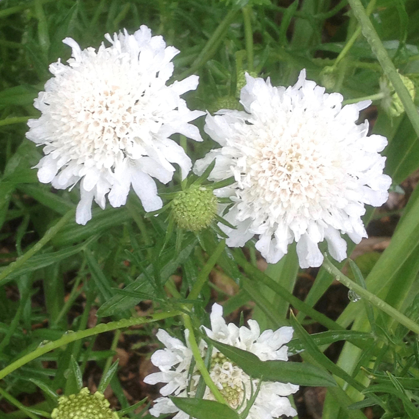 Scabiosa atropurpurea | Snowmaiden