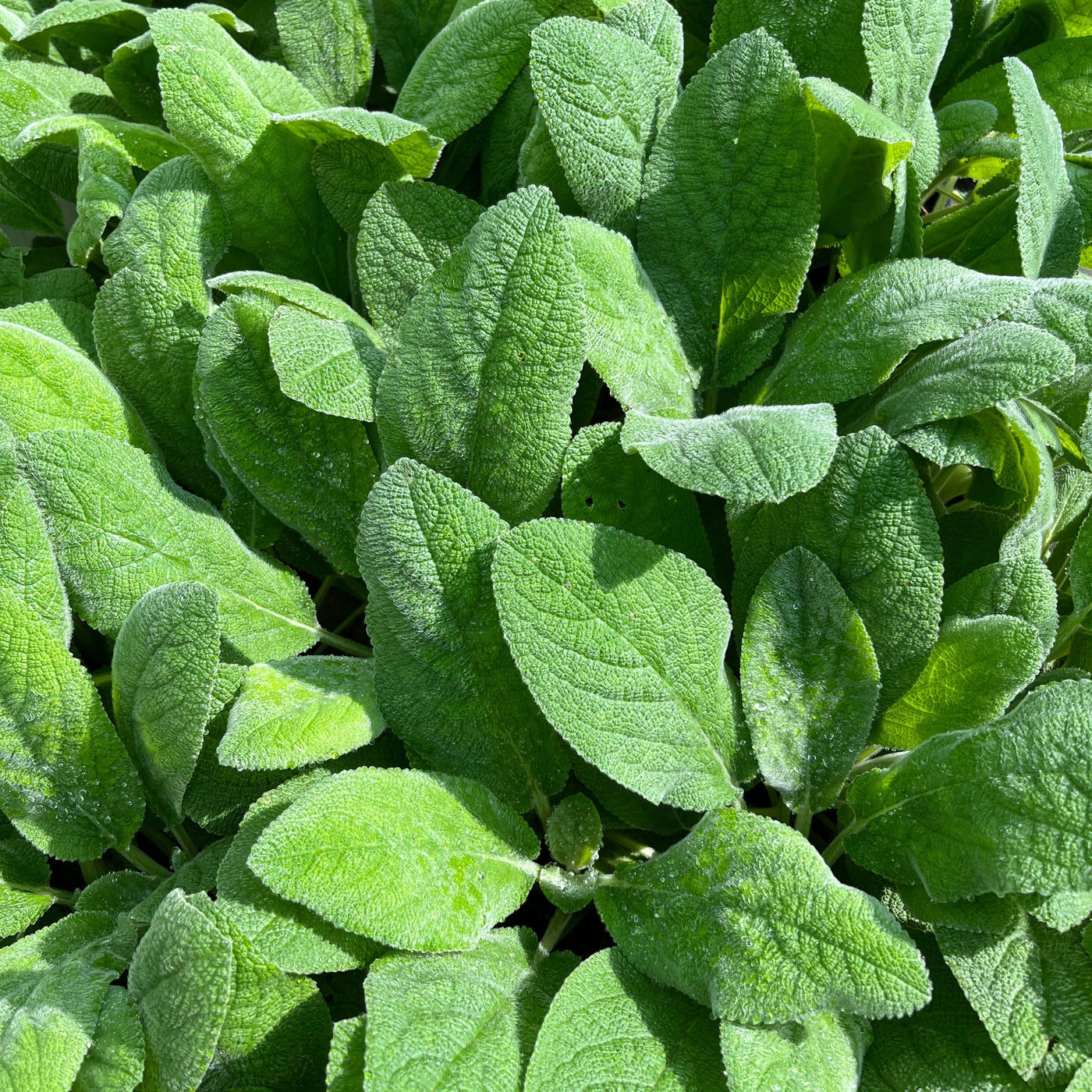 Puriri Lane | Stachys byzantina | Big Ears