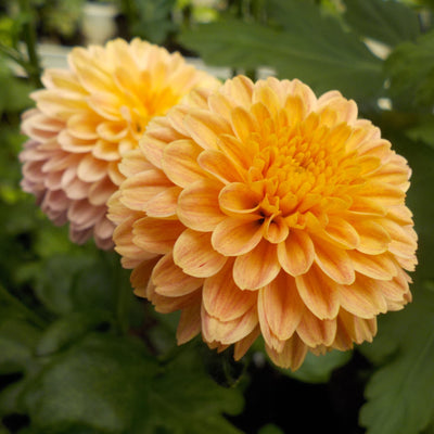 Puriri Lane |Chrysanthemum | Salmon Fairy